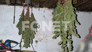 Zaplenjena marihuana